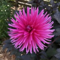 Electro Pind Dahlia